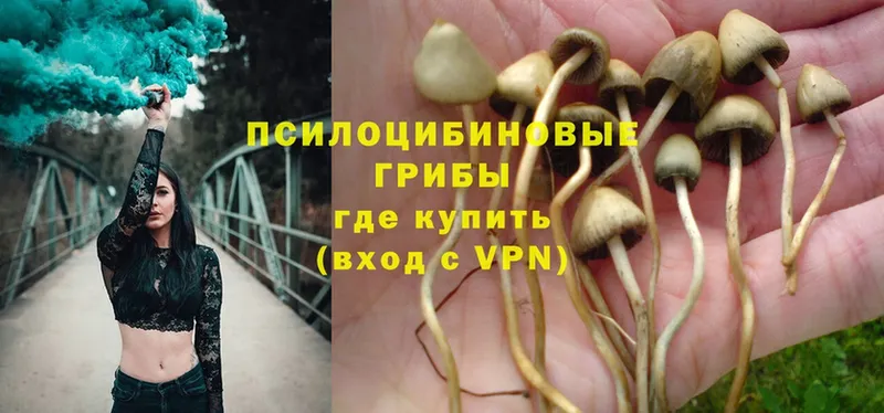 Галлюциногенные грибы Psilocybine cubensis  сколько стоит  Нальчик 